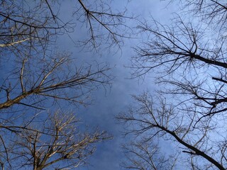 Trees on the dark blue sky background. Springtime, rural view, nature outside. Cold time, Fall time