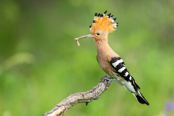 Eloquent eurasian hoopoe, upupa epops, sitting on a branch with white larva in beak on green background. Wild bird with open crest from feathers perched from side view in summer nature. - Powered by Adobe