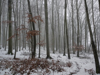 Baumstämme im Winterwald