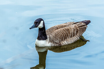 A Canadian goose reflected in the calm waters of an English lake in springtime