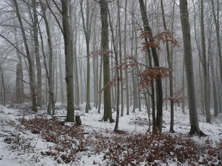 Im Winterwald