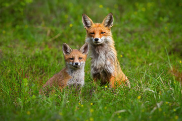 Adult red fox, vulpes vulpes, and a cub sitting peacefully together on a green glade in spring. Female mammal guarding it young from front view. Animal wildlife in nature.