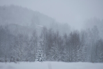 Fototapeta na wymiar snowy winter forest