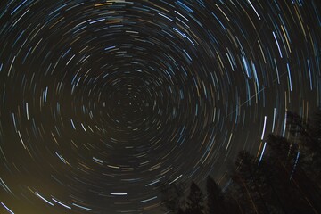 Star trails over the trees