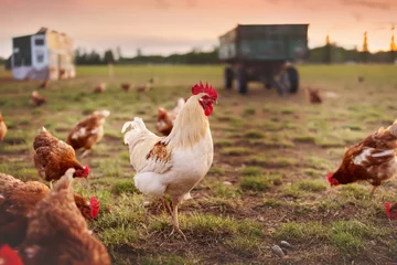 Schilderijen op glas happy free range organic chicken in the meadow © Jacqueline Anders