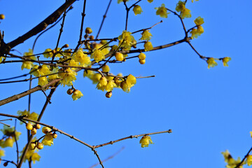 the four flowers including Japanese 'ume', winter chrysanthemum, narcissus and Japanese allspice
