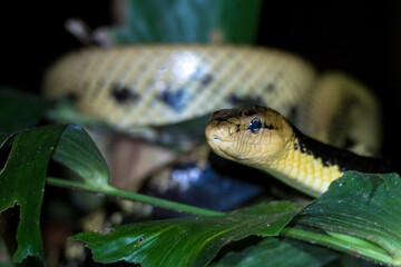 Animals of the tangkoko nature reserve