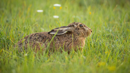 Afraid brown hare, lepus europaeus, hiding on green meadow with ears pulled down in spring nature. Wild mammal lying inactively in grass to prevent being seen by predator.