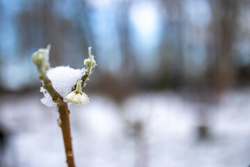Blüte am Zweig mit Schnee bedeckt eigefroren im Winter