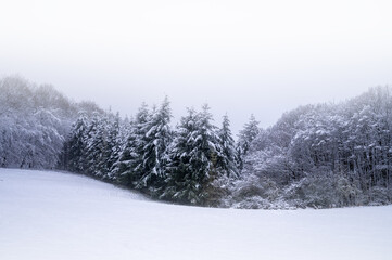 Kalte Winterlandschaft im Nebel und einem Wald mit Tannen und Schnee