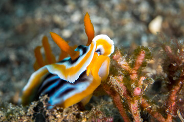 Fototapeta na wymiar Colorful nudibranch crawling on coral reef 