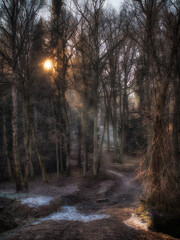 misty morning in the woods