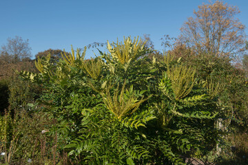 Fototapeta premium Bright Yellow Winter Flowers on the Hybrid Oregon Grape Shrub (Mahonia x media 'Buckland') with a Bright Blue Sky Background in a Country Cottage Garden in Rural Devon, England, UK