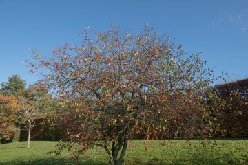 Autumn Bright Red  Fruit on a Crab Apple Tree (Malus 'Evereste') with a Bright Blue Sky Background Growing in a Garden in Rural Devon, England, UK