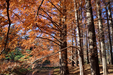 秋 森 紅葉 メタセコイヤ