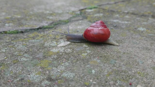 crawling snail with a bright shell