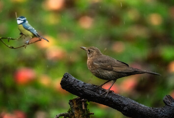 birds on a branch at rain 