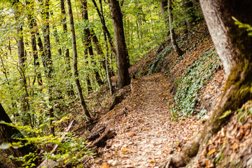 A narrow wooden footpath with an anti-slippery surface in the forest on a hill. Great trail with fresh air and great scenery. The concept of active rest in the fresh air