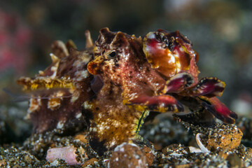 Flamoyant cuttlefish - Metasepia pfefferi