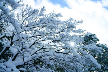 Snow day in Kanazawa, 2021.
