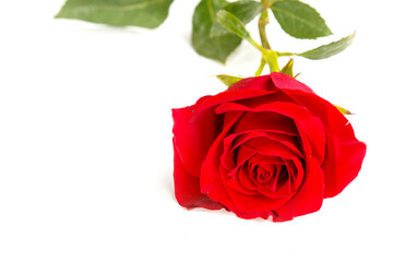 Scarlet rose on white background copy place.