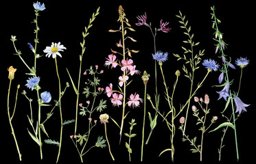 Obraz na płótnie Canvas Hand painted watercolor meadow herbs and flowers