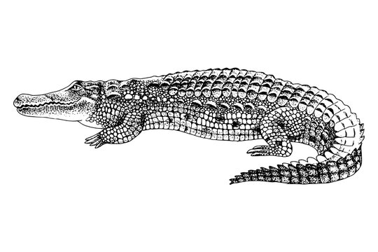 Hand drawn crocodile isolated on white background