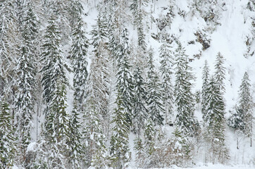 Scenic view of winter landscape with snow covered trees in Alps, Slovenia. Beauty of nature concept background.
