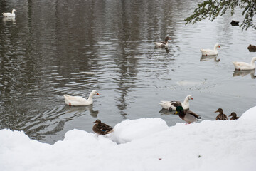 krajobraz zima śnieg widok drzewa zaspy © Piotr