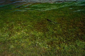 Villa Pehuenia - Neuquén - Argentina