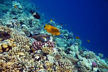 Naklejka na ściany i meble Beautiful fish on the background of corals