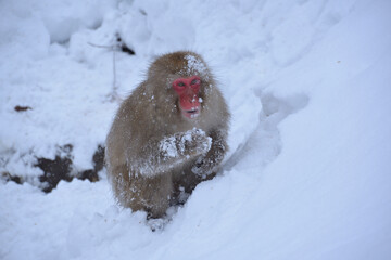 Japanese monkey in Jigokudani Monkey Park in Nagano Prefecture, Japan


