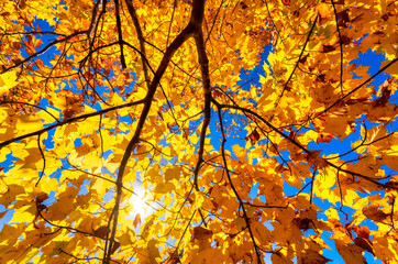 Golden Fall Color