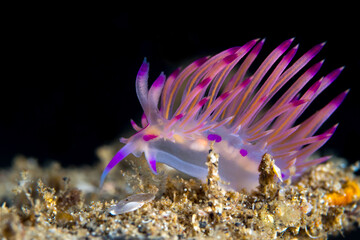 Purple nudibranch on coral reef