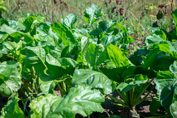 Many green leaves of growing sugar beet growing outdoors and illuminated by bright sun. Beet tops on the background soils. leaves, feed for animals, bio agriculture. Selective focus