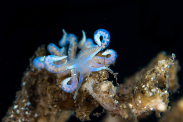 Colorful Phyllodesmium nudibranch 