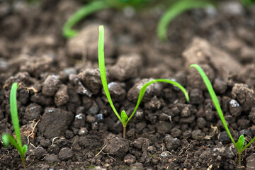 Young fresh organic spinach sprouts  in a greenhouse - selective focus