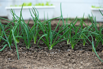 Close-up of organic onion plants growng in a greenhouse - selective focus