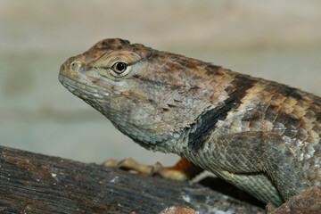 The desert spiny lizard can be found in the Chihuahuan and Sonoran desert of North America.