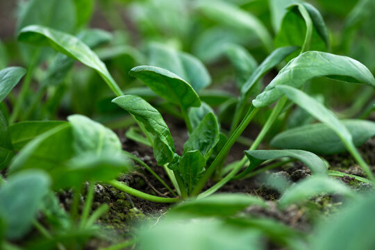 Young fresh organic spinach plants  in a greenhouse - selective focus