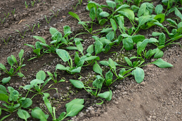 Young fresh organic spinach plants  in a greenhouse - selective focus