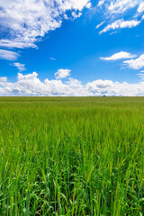 Green Barley Field