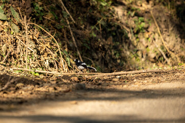 Naklejka na ściany i meble spotted forktail or Enicurus maculatus bird perched on branch in foothills of himalaya uttarakhand india