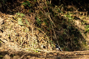 spotted forktail or Enicurus maculatus bird perched on branch in foothills of himalaya uttarakhand india