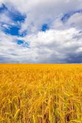 Golden Barley Field