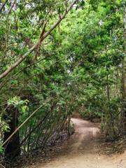 path in the forest