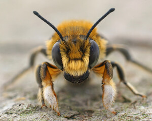 Males of Willughby's leafcutter bee,Megachile willughbiella, have some kind of white boxing gloves...