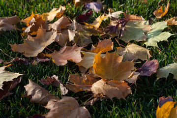 fallen autumn leaves