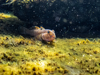 Little goby fish underwater looking straight with black eyes from the dark, nestled in the sand with mouth open