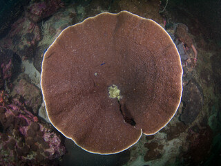 Disc coral (Mergui archipelago, Myanmar)